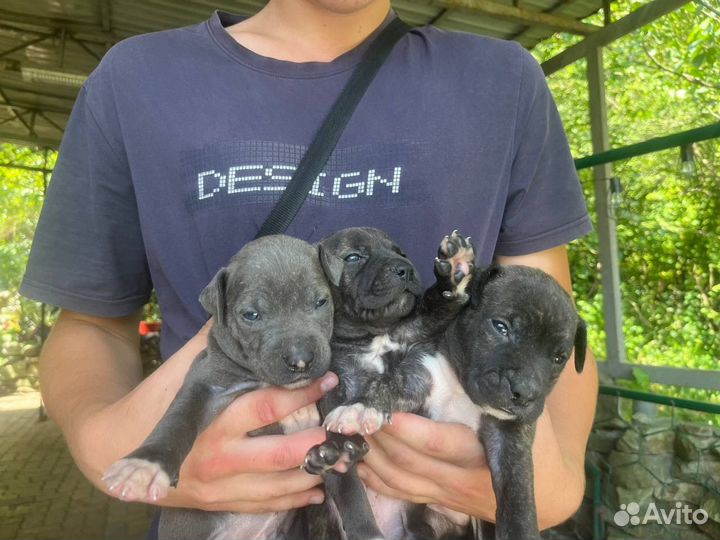 Продам Щенки Амстафа