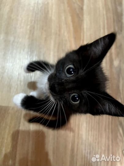 Котенок девочка в добрые руки