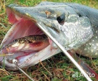 Продается живец