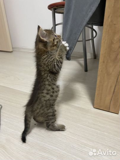 Котенок мальчик