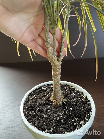 Драцены узколистные, пальма