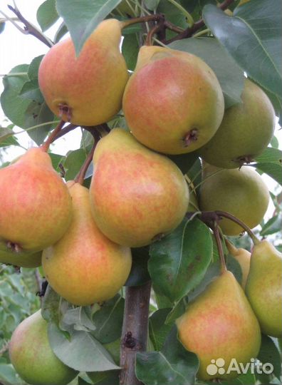 Саженцы груши Лада