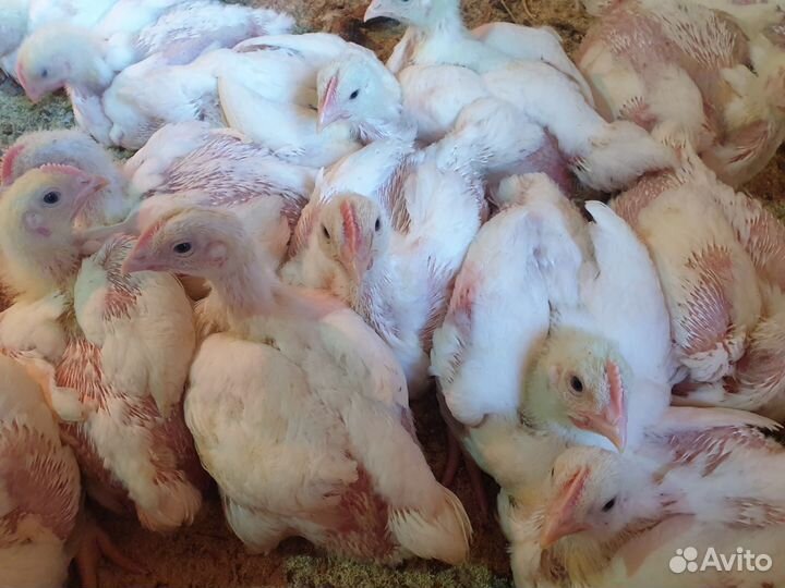 Куры бройлеры и утки