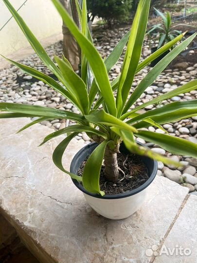 Юкка комнатная