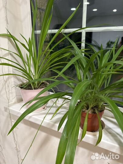 Хлорофитум