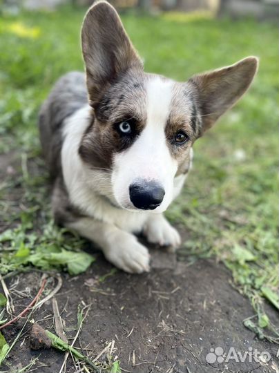 Вязка Вельш-корги кардиган Мраморный кобель