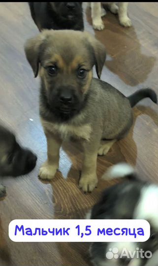 Щенок мальчик 4 месяца
