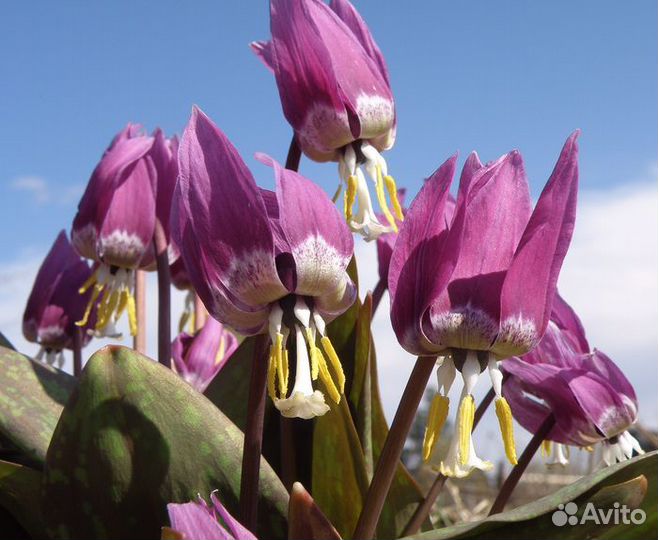 Луковицы кандыка сибирского