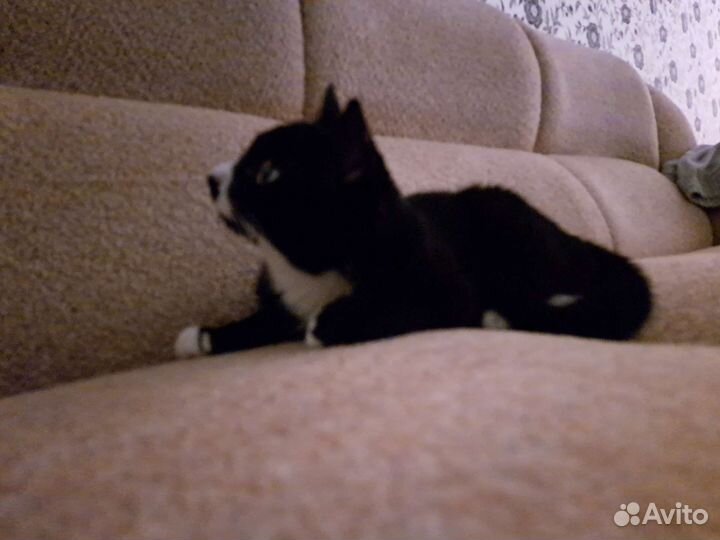 Кошка в дар