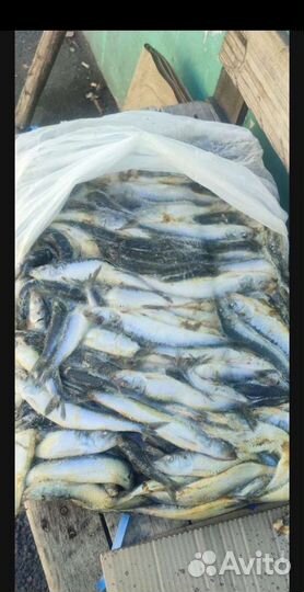 Рыба свежемороженая
