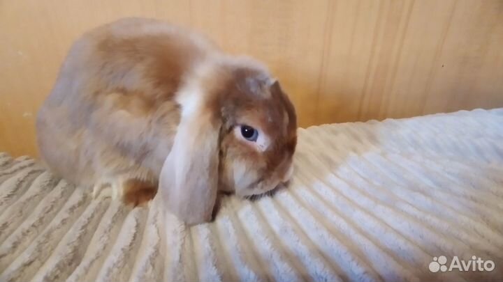 Карликовый сатиновый кролик