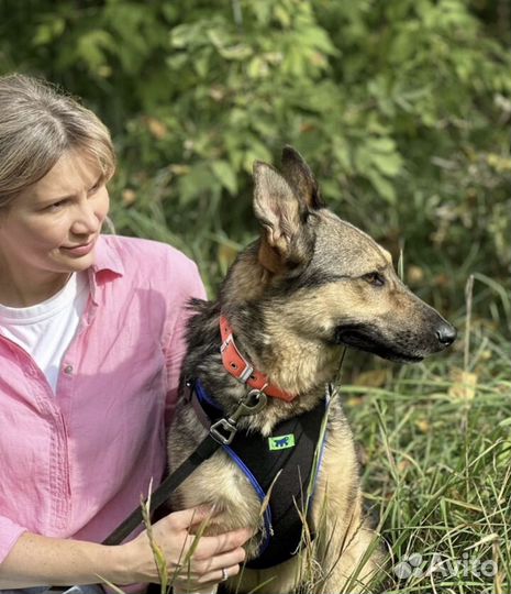 Нежная собака из приюта Тося ищет дом