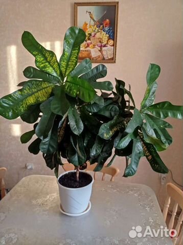 Кодиеум кротон