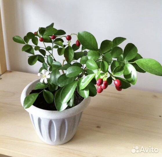 Мурайя метельчатая
