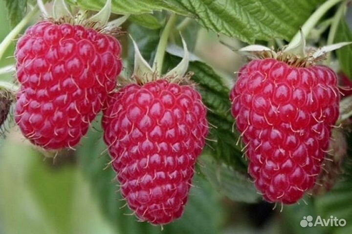 Саженцы малины, ежевика