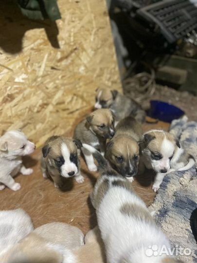 Щенки