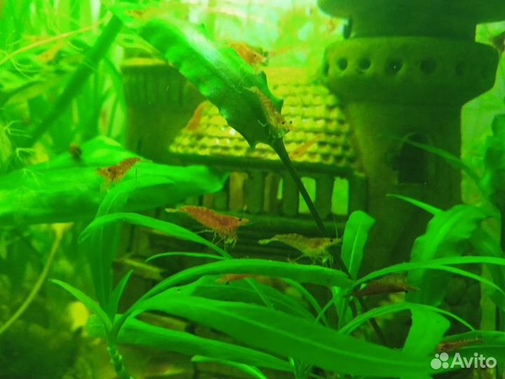 Аквариумные креветки