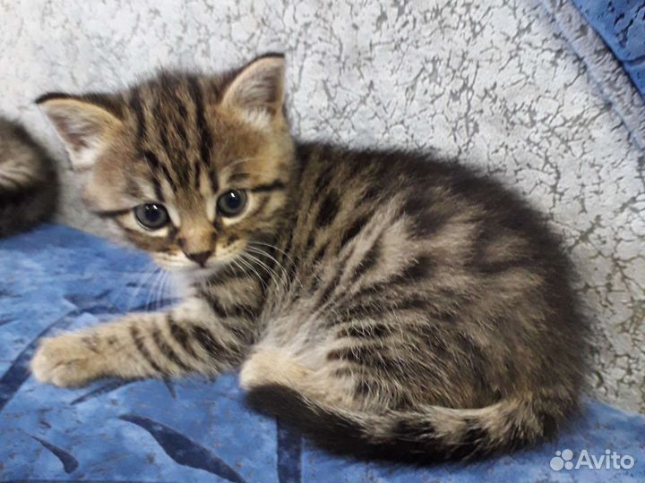 Британские котята