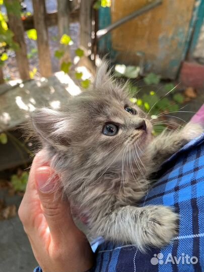 Ищут дом котята