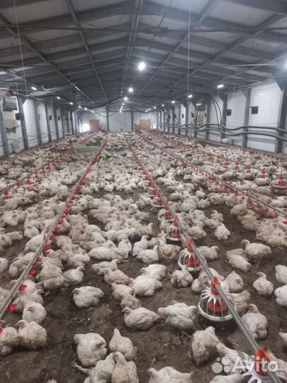 Гуси 40 дней