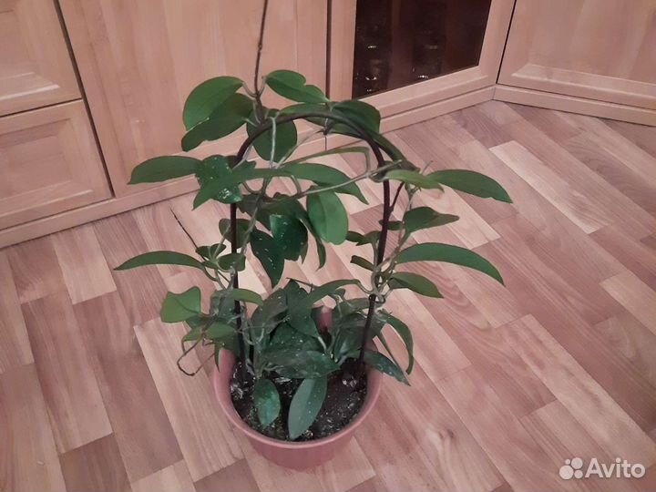 Хойя карноза