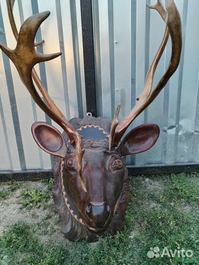 Рога оленя