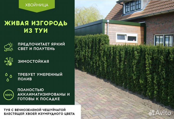 Туя Экстра качества Смарагд,Брабант,Колумна