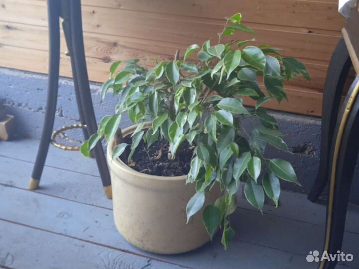 Фикус бенджамина большой
