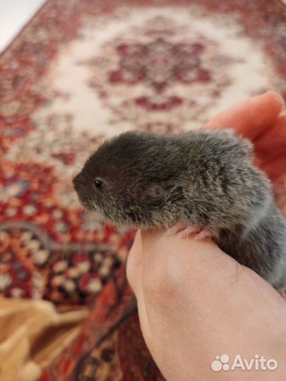 Восточная слепушонка. Грызун. Мини бобрик