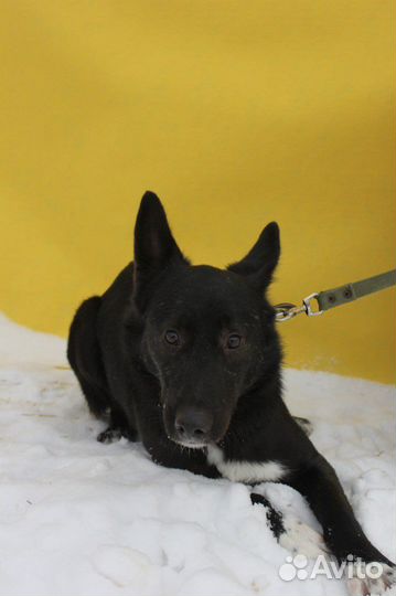 Собака по котчке Лучик ищет дом