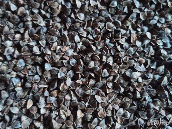 Семена гречихи Даша