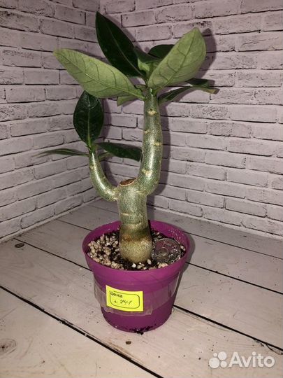 Адениумы из семян