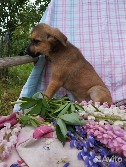 Щенок в добрые руки