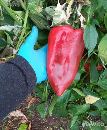 Семена сладкого перца