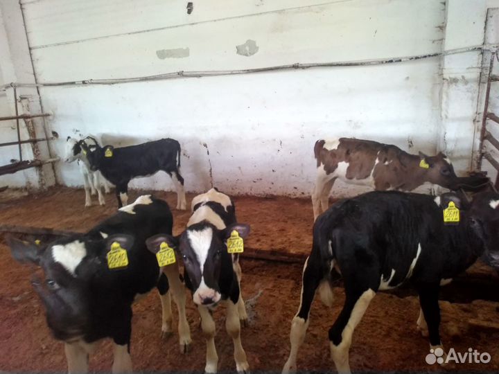 Телята мясной породы бычки