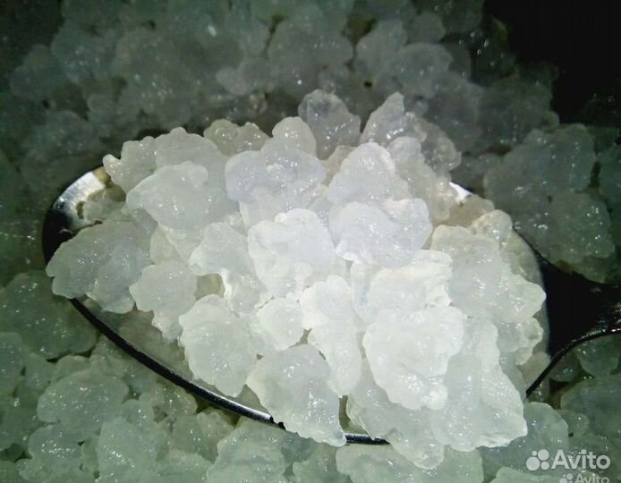 Морской Рисовый гриб