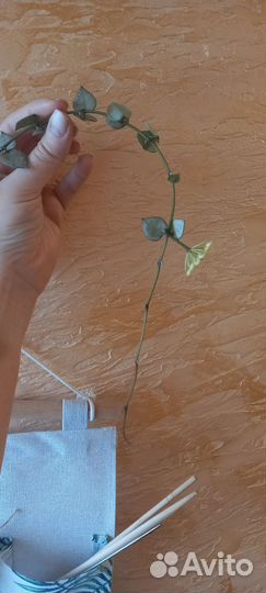 Черенки. Хойя Эскимо