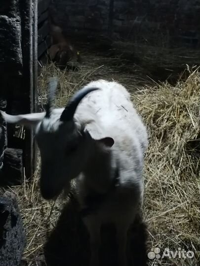 Козы котные