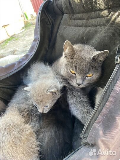 Котята в добрые руки даром