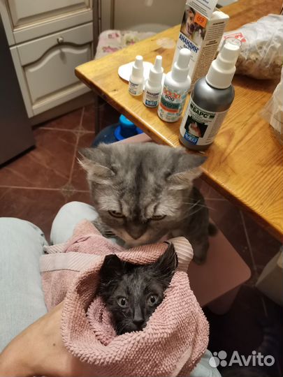 Котенок котик