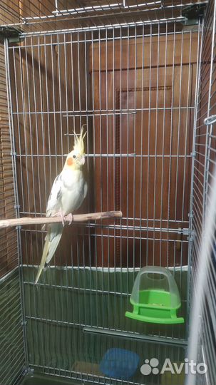 Попугай корелла