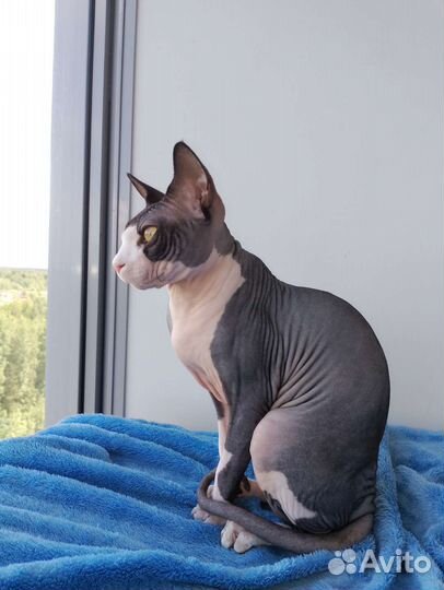 Канадский сфинкс вязка