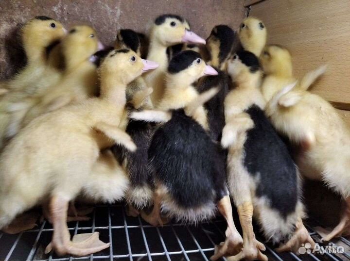 Французский королевский мулард 1-3 недельные