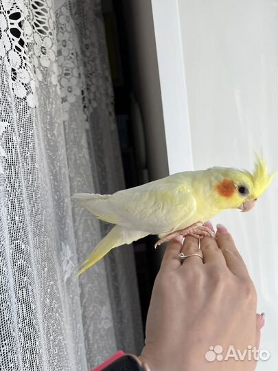 Попугай корелла птенец