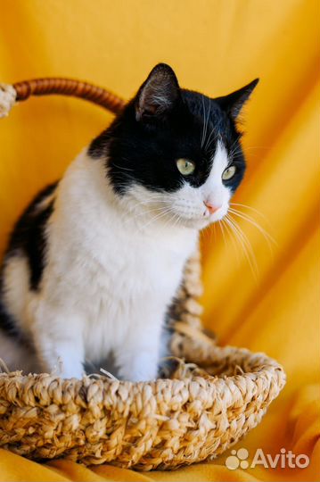 Шикарный кот Барон из приюта ищет дом