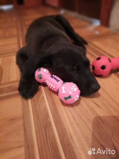 Щенок девочка в дар