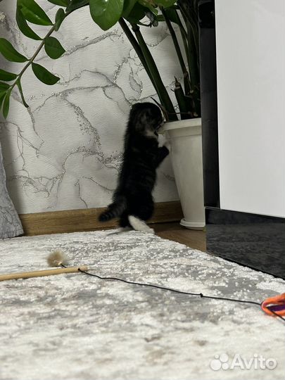 Котенок метис в добрые руки