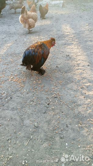 Карликовый кохинхин