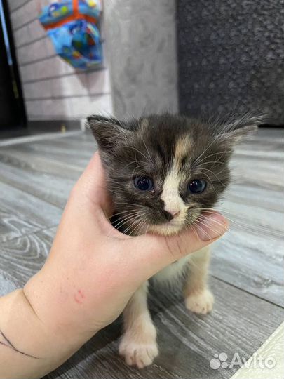 Котятки в добрые руки