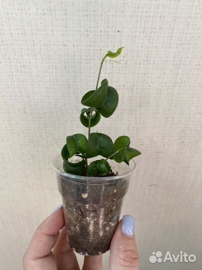 Сортовые фикусы